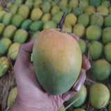 Alphonso Mangoes (Original Ratnagiri) - (Mumbai Only)