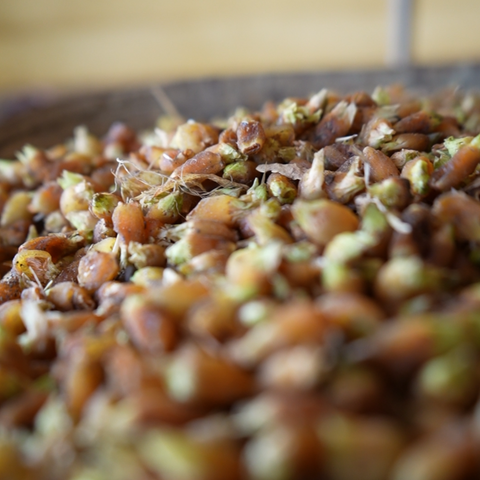 Mahua Nectar (Natural Sweetener)