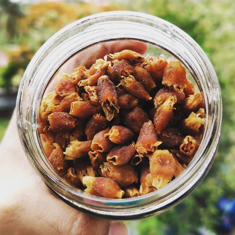 Dried Mahua Flowers