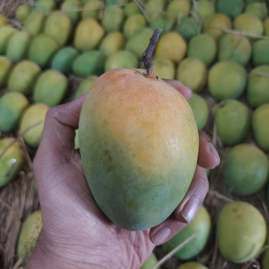 Alphonso Mangoes (Original Ratnagiri) - (Mumbai Only)
